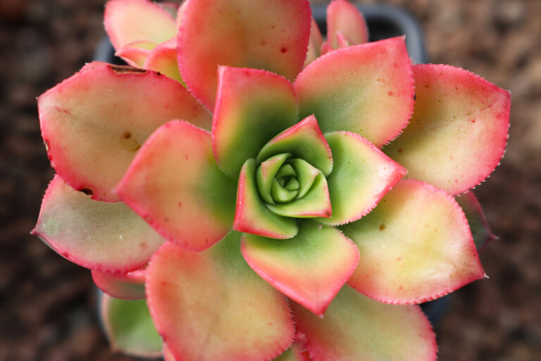 How to Grow Aeonium
