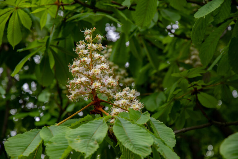 How to Grow Buckeye and Horse Chestnut – Aesculus