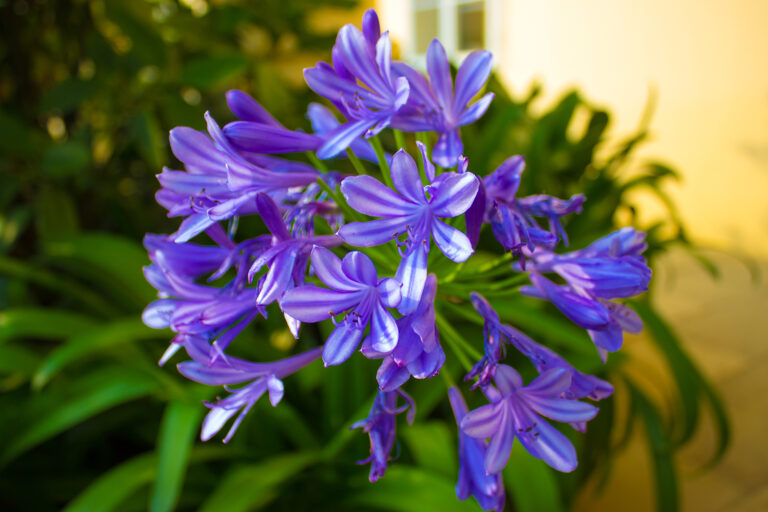 How to Grow Agapanthus — Lily of the Nile