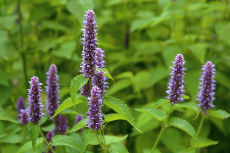 How to Grow Hyssop — Agastache