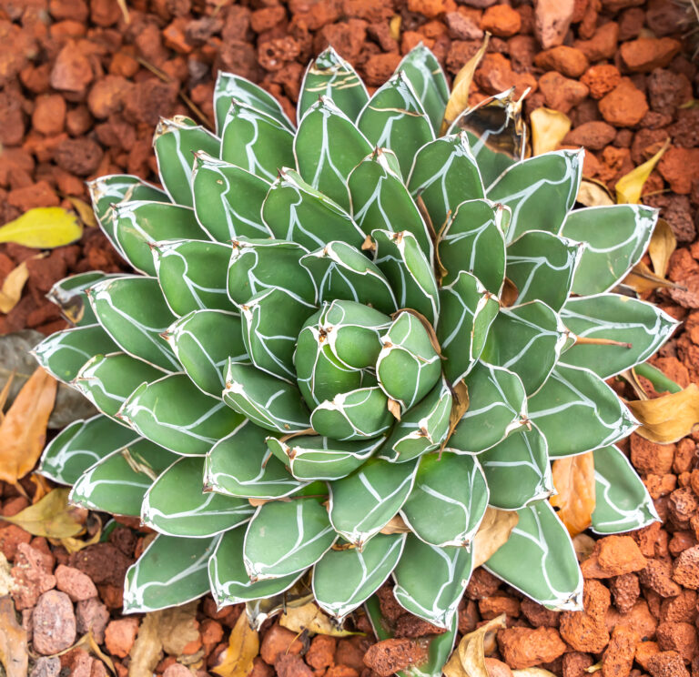 How to Grow Agave – Century Plant