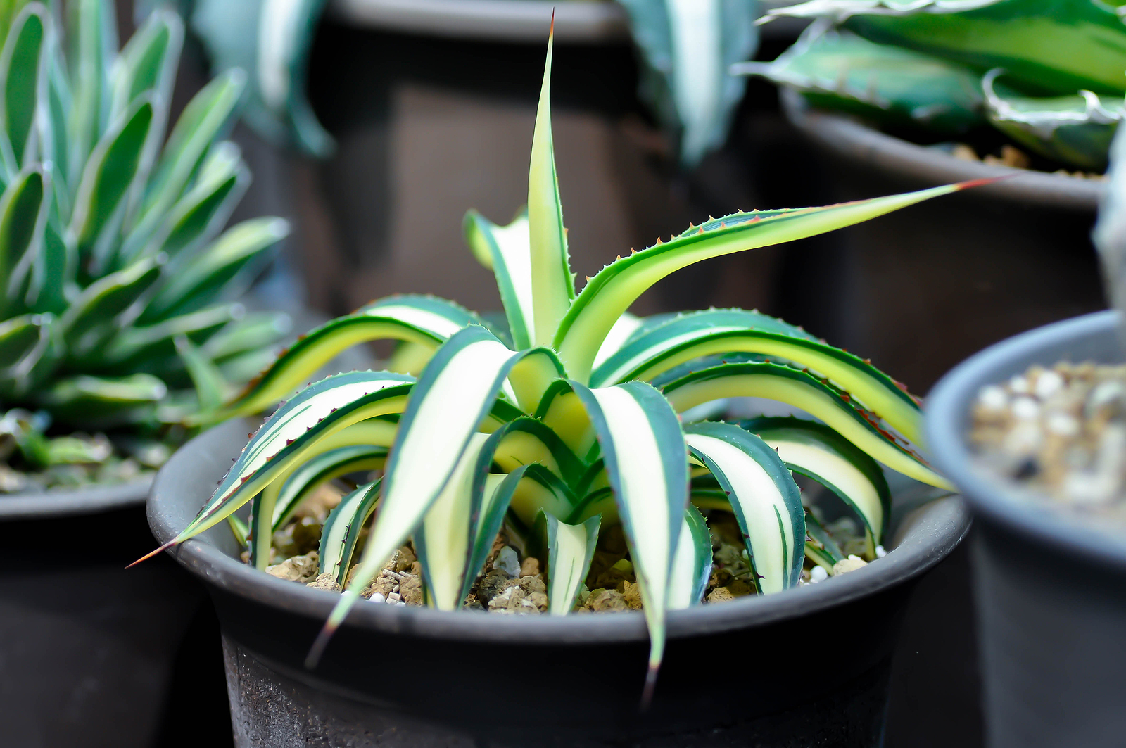 Agave americana var or Marginata