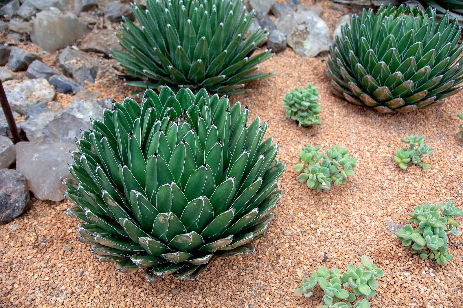 agave victoriae reginae