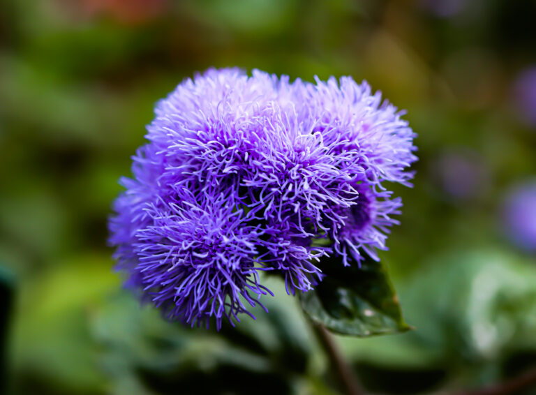 How to Grow Floss Flower — Ageratum