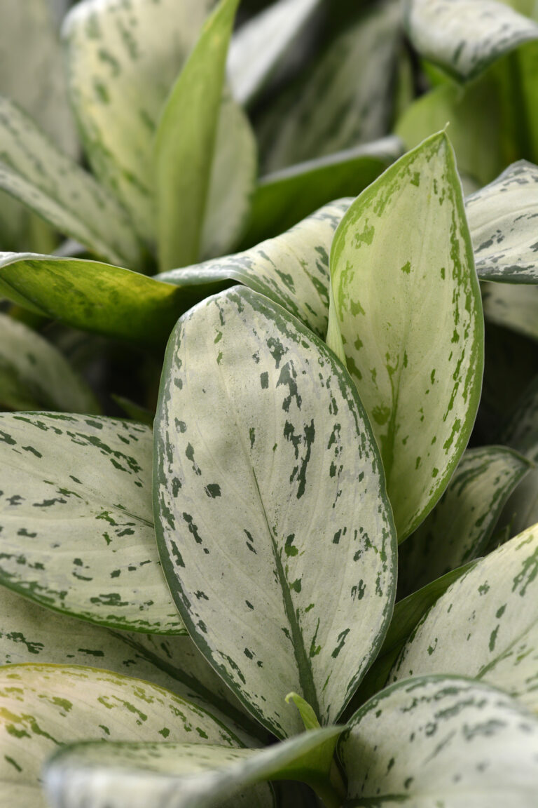 How to Grow  Aglaonema – Chinese Evergreen