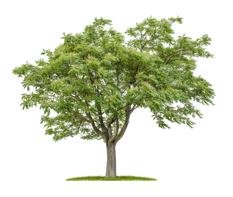 How to Grow Tree of Heaven — Ailanthus