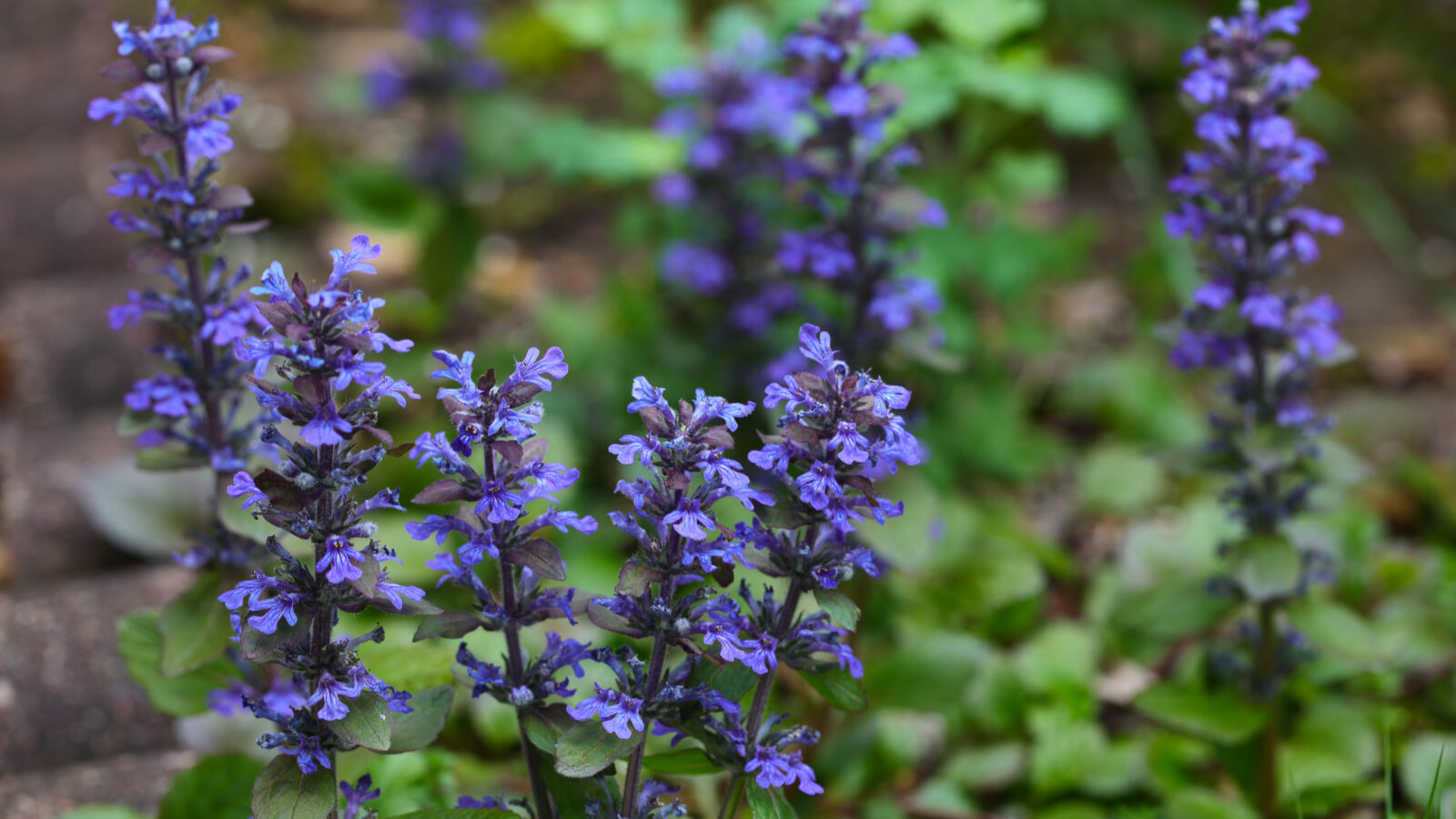 Groundcovers for Slopes