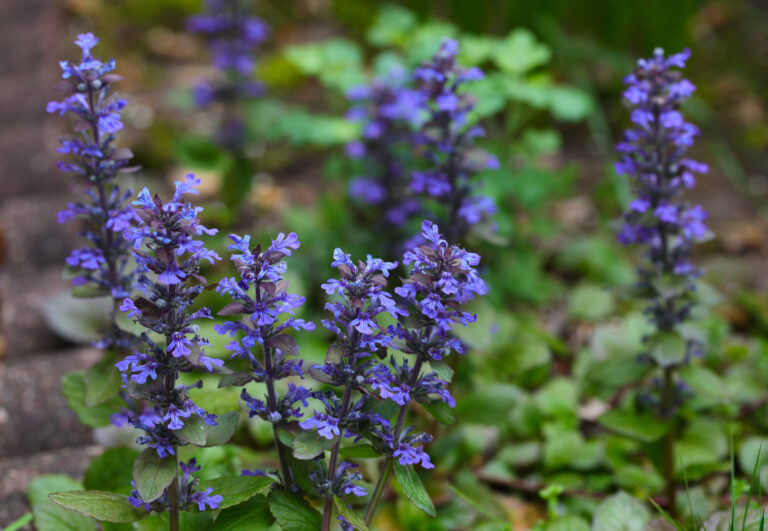 How to Grow Bugleweed — Ajuga