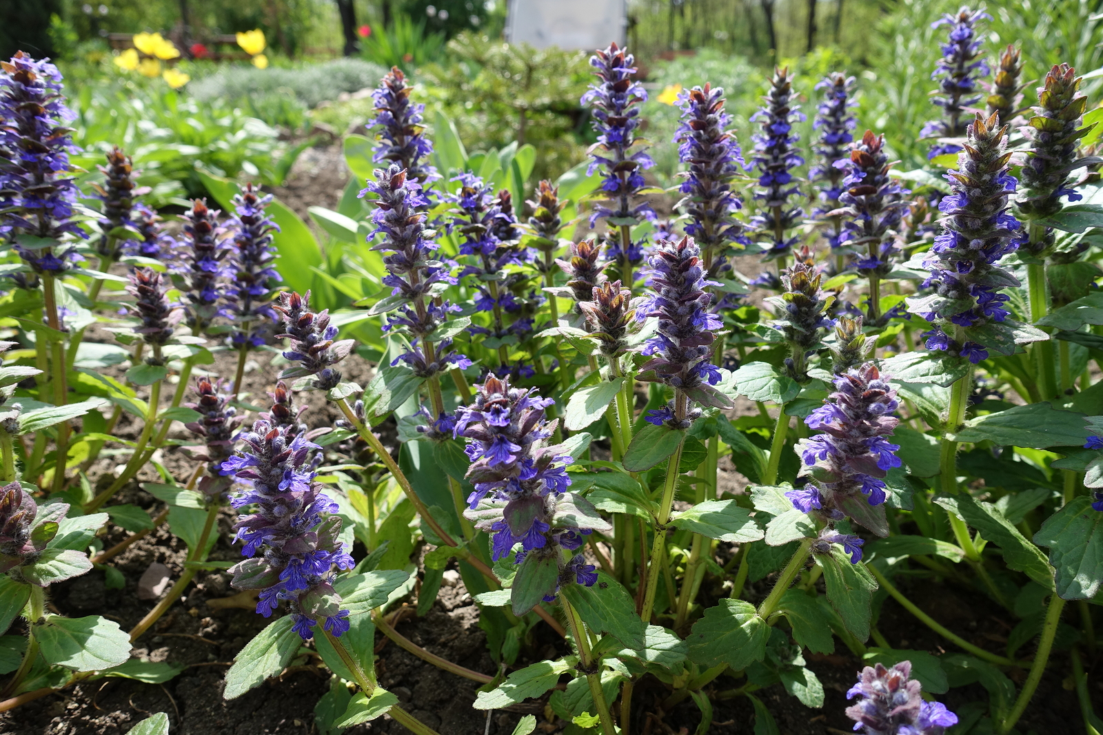 Ajuga reptans