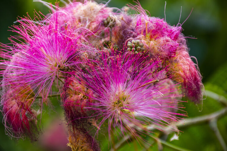 How to Grow  Silk Tree – Albizia