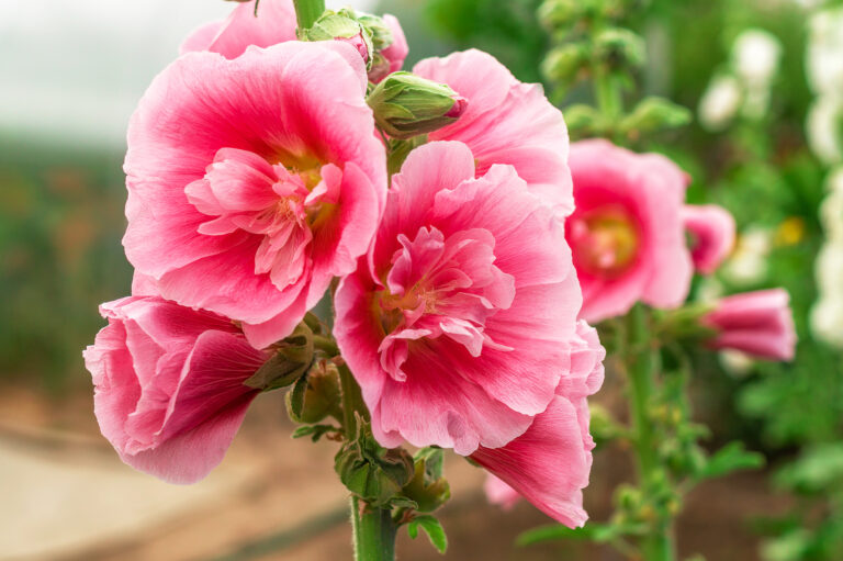 How to Grow Hollyhocks — Alcea Rosea