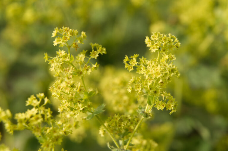 How to Grow  Lady’s Mantle — Alchemilla