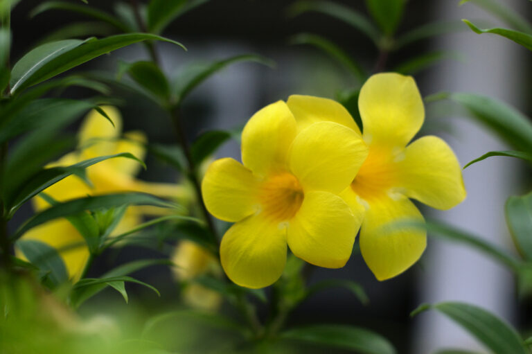 How to Grow Allamanda