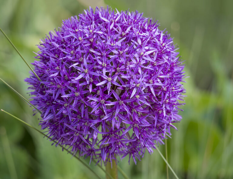 How to Grow Allium