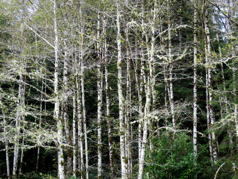 How to Grow Alder — Alnus