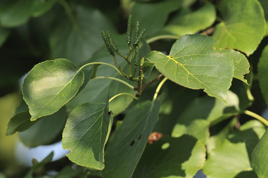 How to Grow Alnus - Alder