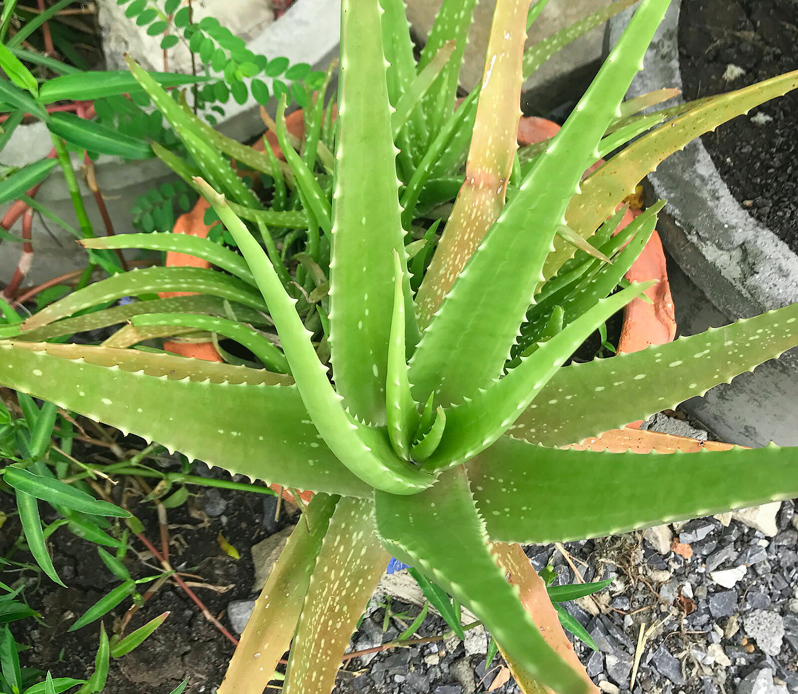 Aloe
