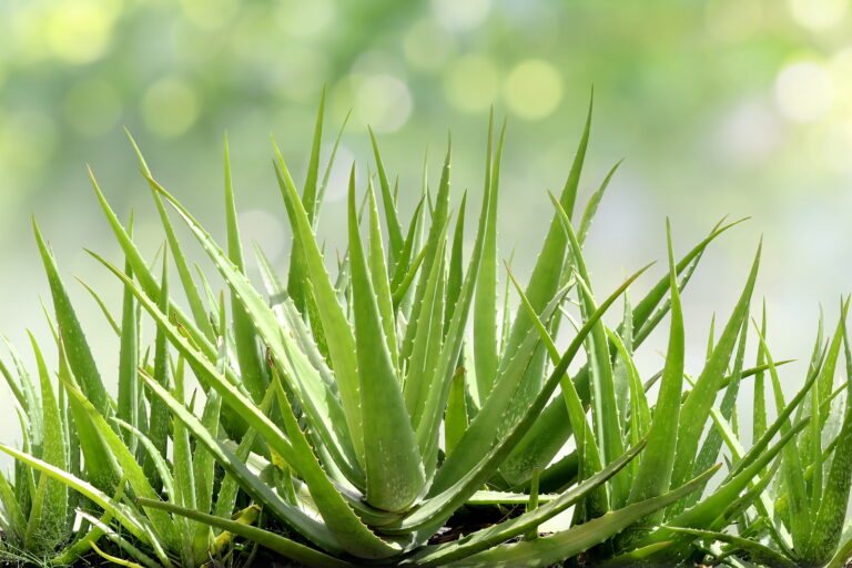 How to Grow Aloe
