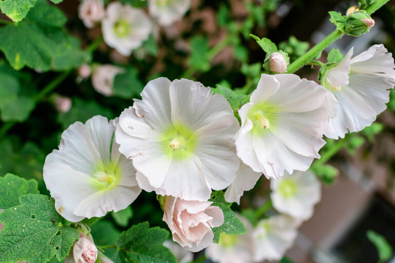 How to Grow Althaea – Marsh Mallow