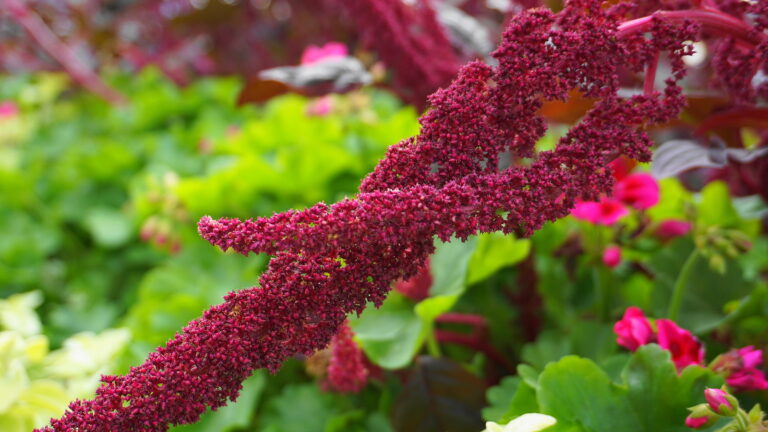 How to Grow Love-Lies-Bleeding — Amaranthus