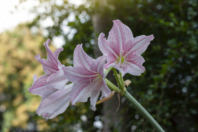 How to Grow Belladonna Lily – Amaryllis