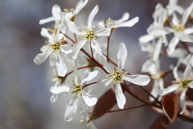 How to Grow Serviceberry – Amelanchier