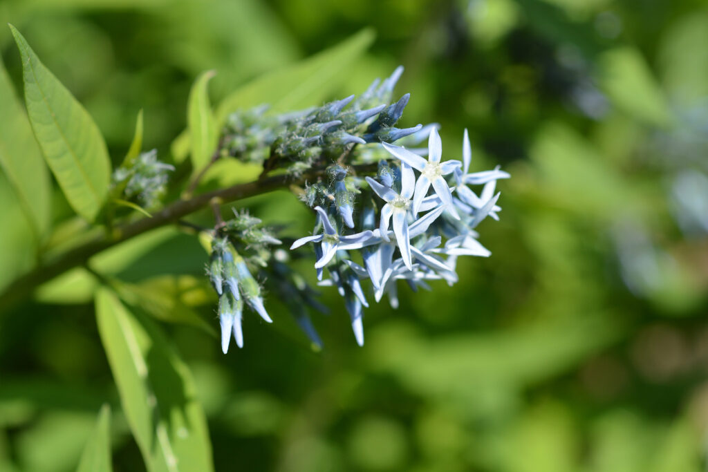 How to Grow Amsonia - Blue Star Flower