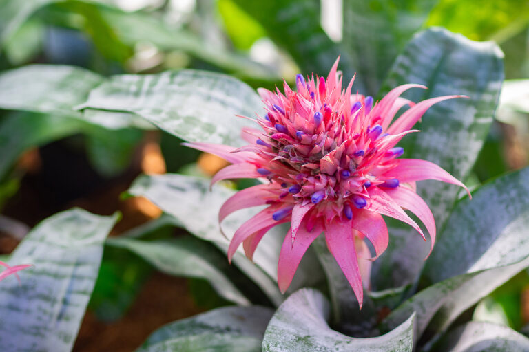 How to Grow Pineapple — Ananas