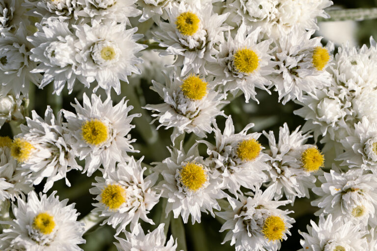 How to Grow Pearly Everlastings — Anaphalis