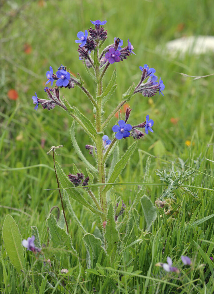 Italian Bugloss - Anchusa azurea 