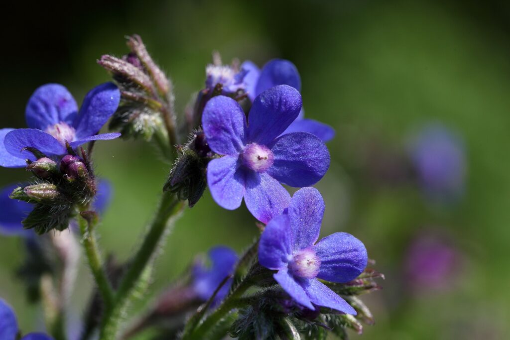 Italian Bugloss, Anchusa azurea