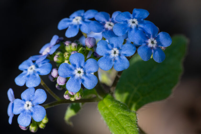 How to Grow Bugloss – Anchusa