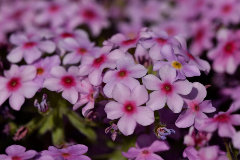 How to Grow Rock Jasmines — Androsace