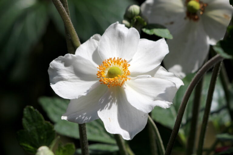 How to Grow Windflower — Anemone