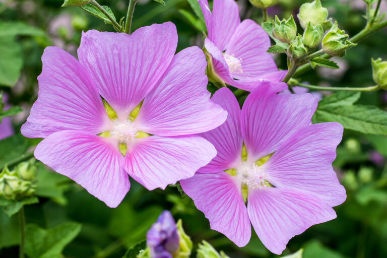 How to Grow Anisodontea – Cape Mallow