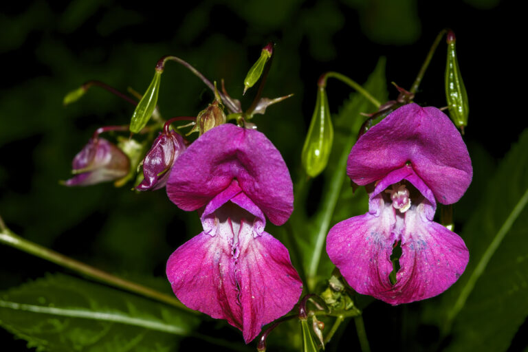 How to Grow and Care for Snapdragons -Antirrhinum
