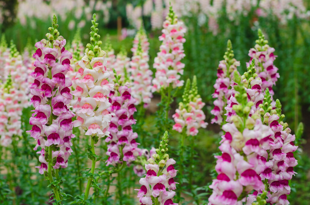 Colorful snapdragon flowers in garden