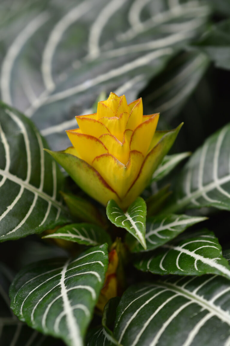 How to Grow Zebra Plant — Aphelandra