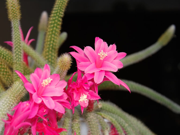 How to Grow Aporocactus – Rat’s Tail Cactus