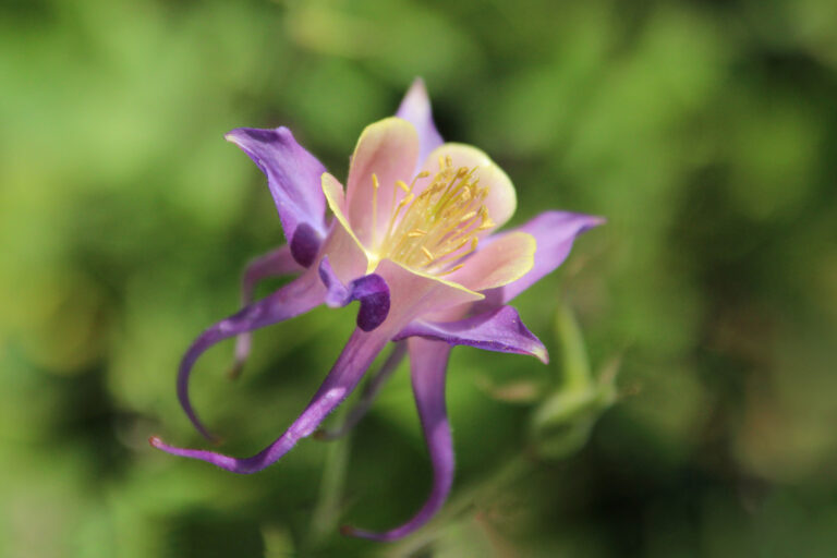 How to Grow Columbine — Aquilegia