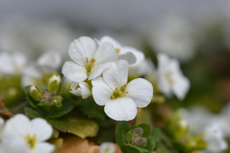 How to Grow Wall Rockcress — Arabis