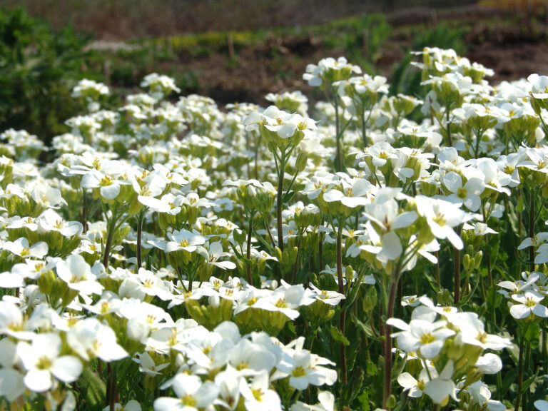 Groundcovers for Hot, Sunny Areas