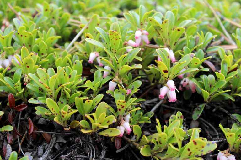 Shrubs to Use as Groundcovers