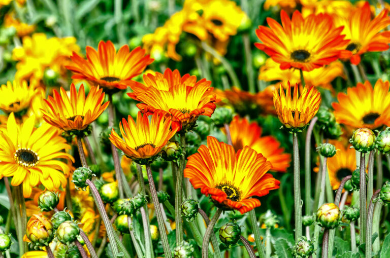 Understanding Plant Names