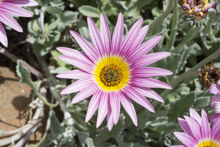 How to Grow African Daisy — Arctotis