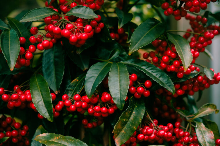 How to Grow Coralberry – Ardisia 