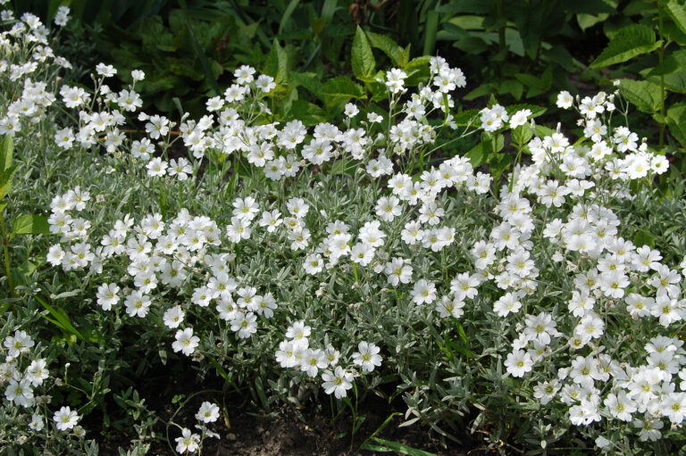 How to Grow Sandwort – Arenaria