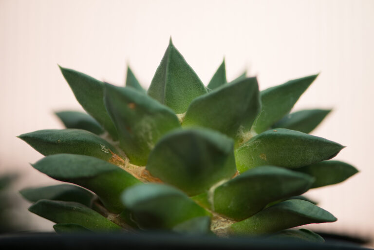 How to Grow Ariocarpus – Living Rock Cactus