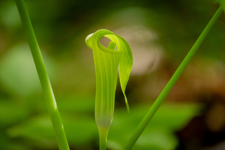 How to Grow Jack-in-the-Pulpit — Arisaema