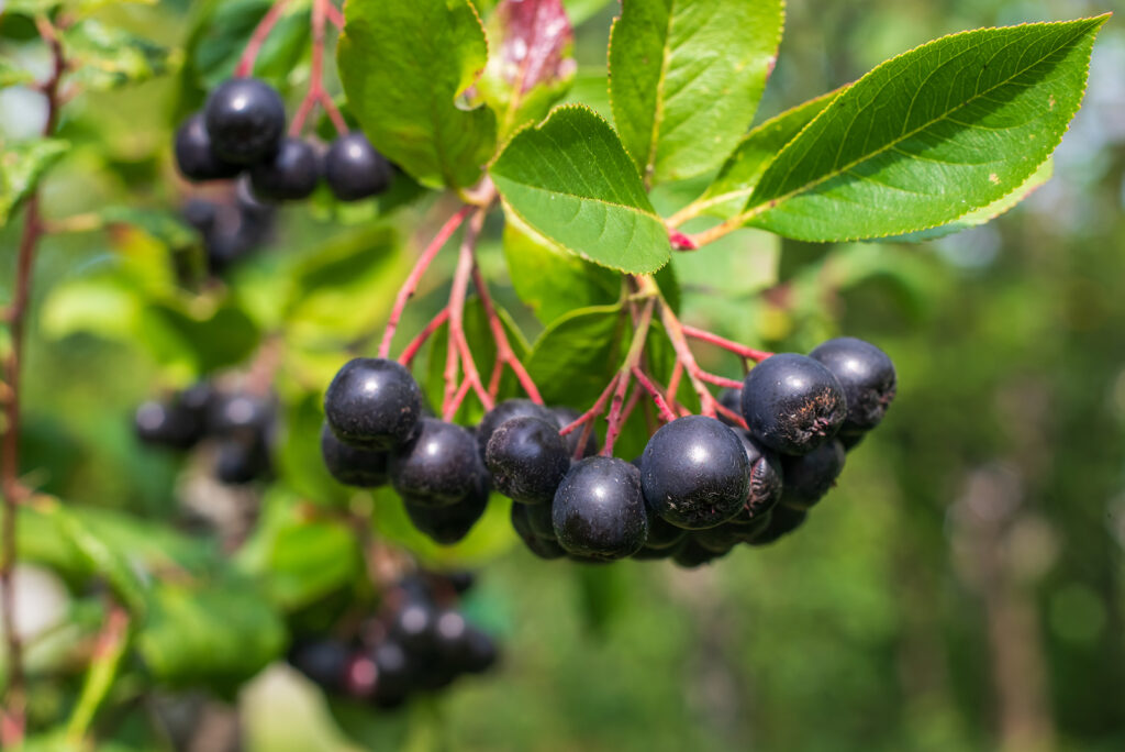 How To Grow Aronia Chokeberry